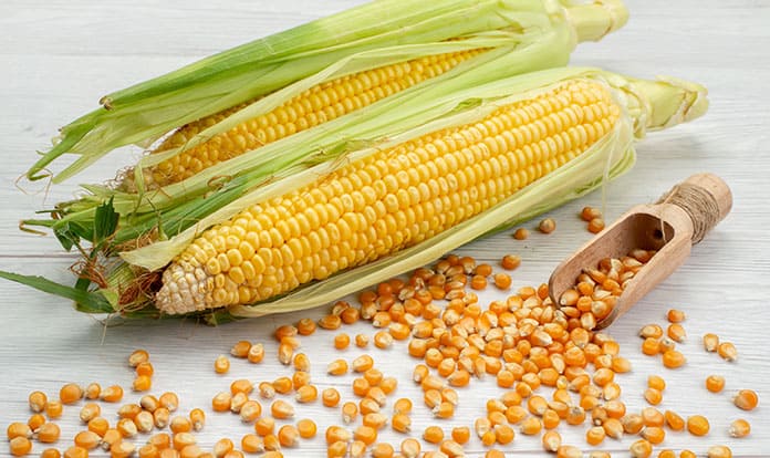 Alquermold Natural L for Clostridium, E. coli and Salmonella