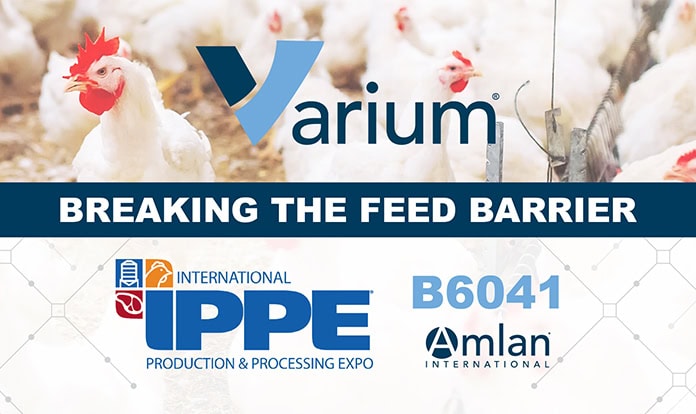Amlan International to focus on gut health and feed efficiency at IPPE