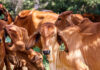 Amlan strengthens Brazilian cattle market presence
