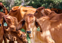 Amlan strengthens Brazilian cattle market presence