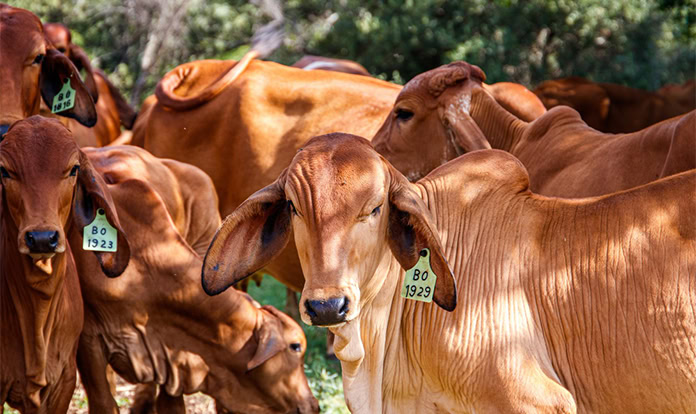 Amlan strengthens Brazilian cattle market presence
