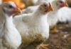 Amlan to share poultry production insights at Livestock Malaysia 2025