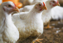Amlan to share poultry production insights at Livestock Malaysia 2025