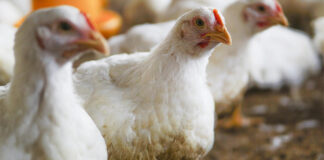 Amlan to share poultry production insights at Livestock Malaysia 2025
