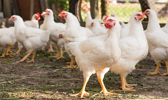 Amlan to showcase science-backed feed additives at VIV Asia