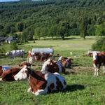 Animal nutrition company launches postbiotic feed supplement in US
