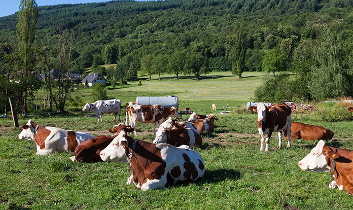 Animal nutrition company launches postbiotic feed supplement in US 