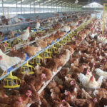 Animal welfare rules drive cage-free transition in Indonesia