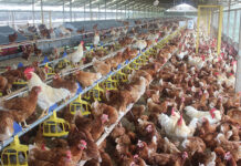 Animal welfare rules drive cage-free transition in Indonesia