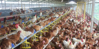 Animal welfare rules drive cage-free transition in Indonesia