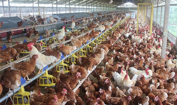 Animal welfare rules drive cage-free transition in Indonesia
