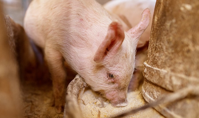 Animine discusses copper, zinc in swine nutrition at DPP Symposium