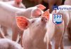 Animine to discuss mineral requirements of pigs in symposium at DPP