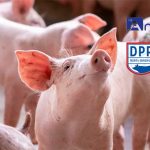 Animine to discuss mineral requirements of pigs in symposium at DPP