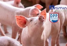Animine to discuss mineral requirements of pigs in symposium at DPP