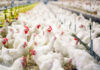 Anitox shares how Termin-8 can support productivity in poultry