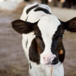 Anpario awarded UK patent for Orego-Stim