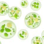 Anpario launches Optomega Algae