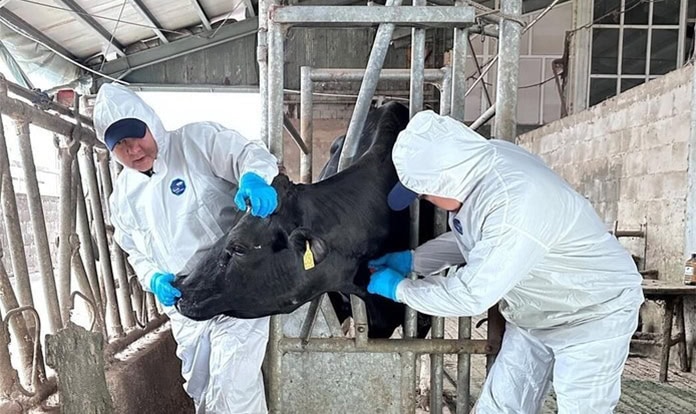 Antimicrobial resistance could cost global livestock sector billions, FAO says