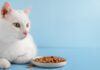 Applications opened for Purina’s 10th Pet Care Innovation Prize