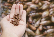 Aquaculture growth drives fish meal and fish oil shortages