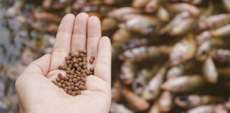 Aquaculture growth drives fish meal and fish oil shortages