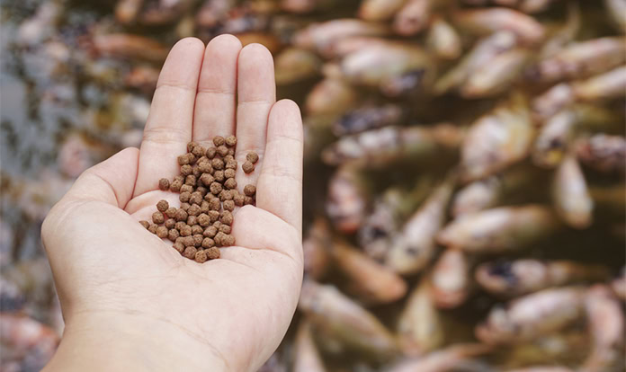 Aquaculture growth drives fish meal and fish oil shortages