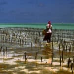 FAO: Aquaculture is key to meet increasing food demand