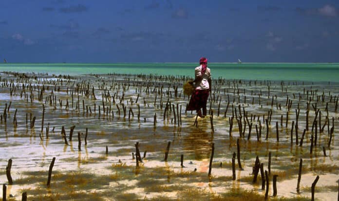 FAO: Aquaculture is key to meet increasing food demand