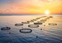 Aquafeed shifts reshape Europe’s aquaculture footprint