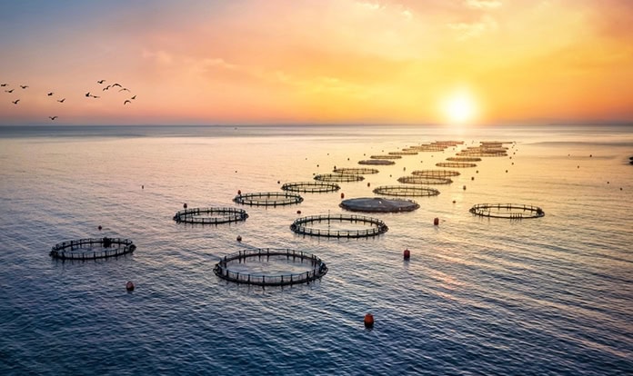 Aquafeed shifts reshape Europe’s aquaculture footprint