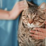 Argenta reconfigures RD&I division