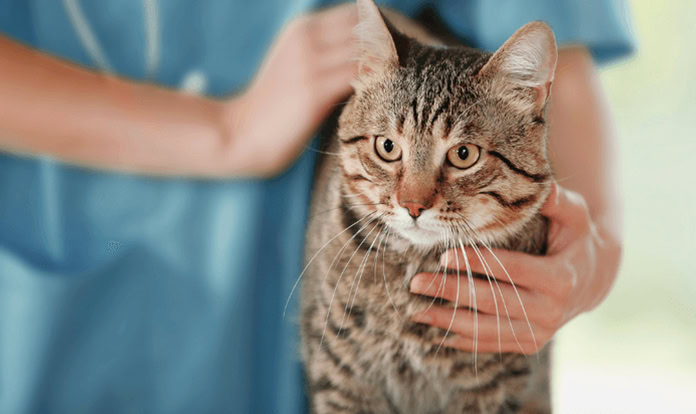 Argenta reconfigures RD&I division