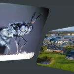 Arla Foods Ingredients harnesses upcycling power of insects