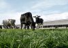 Arla presents new brand to reduce footprint of dairy farming