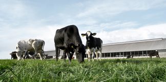 Arla presents new brand to reduce footprint of dairy farming