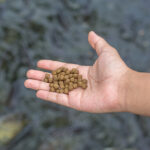 Asia Pacific aquafeed market size to exceed US$60 billion by 2028