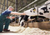 Athian and Elanco launch carbon marketplace for dairy farmers