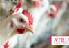 Atria aims to improve competitiveness of poultry business in Finland