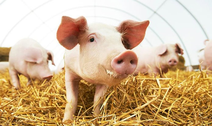 Atria to build modern pig fattening farm in Estonia