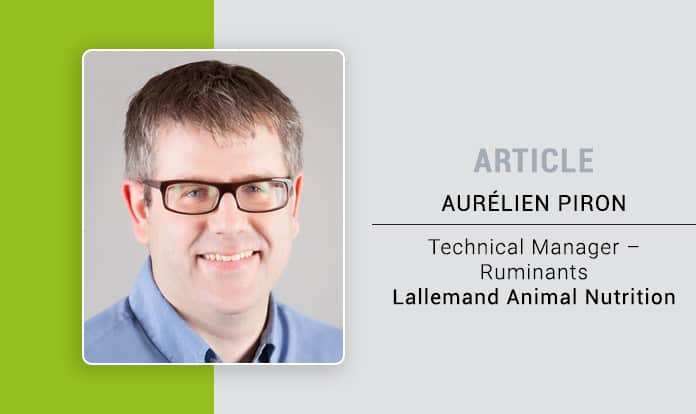 How can probiotic yeast help maintain dairy cow performance during periods of heat stress?