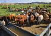 Australia tests whether methane reduction is possible in grass-fed cattle