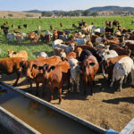 Australia tests whether methane reduction is possible in grass-fed cattle