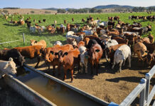 Australia tests whether methane reduction is possible in grass-fed cattle