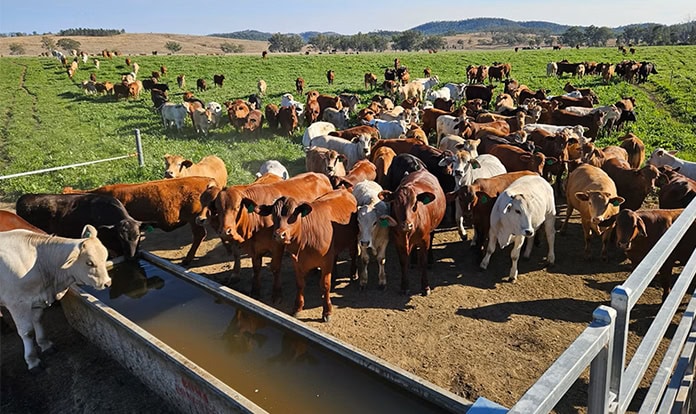 Australia tests whether methane reduction is possible in grass-fed cattle