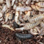 Automated liquid feeding systems for insect feeding