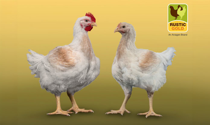 Aviagen’s Rustic Gold secures RSPCA approval