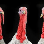 Avian influenza outbreaks expected to continue in Europe until late winter