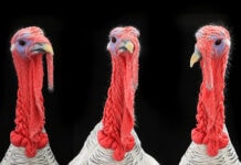 Avian influenza outbreaks expected to continue in Europe until late winter