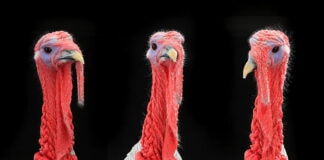 Avian influenza outbreaks expected to continue in Europe until late winter